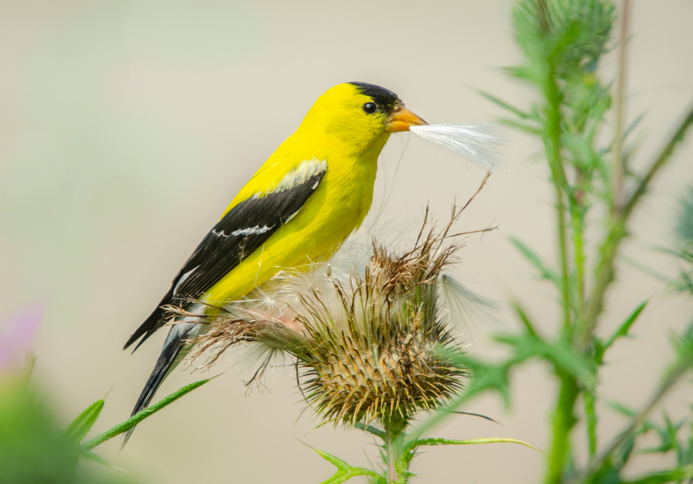 American Goldfinch von Marek Lapa