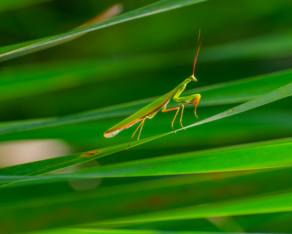 Mantis von Marek Lapa