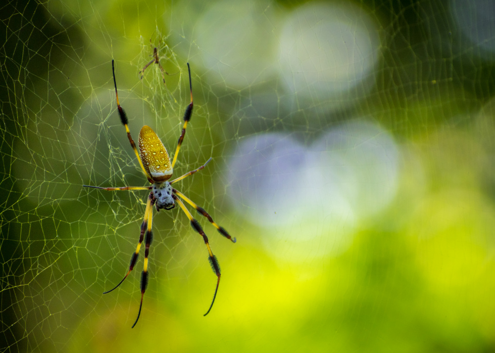 SPIDER von Marek Lapa