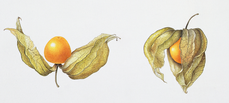 Cape Gooseberries (Physalis peruviana) 1996 (w/c on paper)  von Margaret Ann  Eden