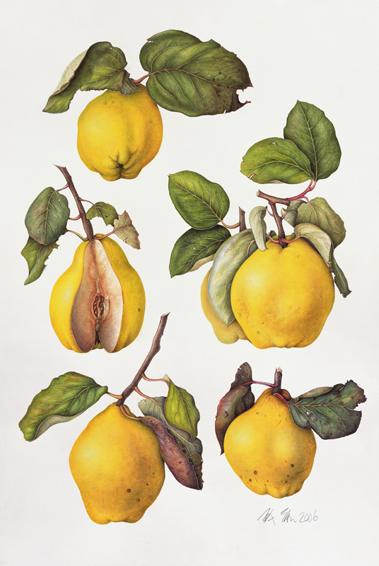 Quinces von Margaret Ann  Eden