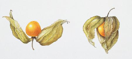 Cape Gooseberries (Physalis peruviana) 1996 (w/c on paper) 