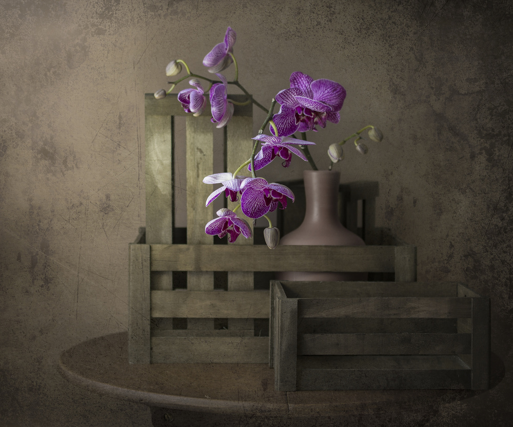 The beauty of the orchid von Margareth Perfoncio