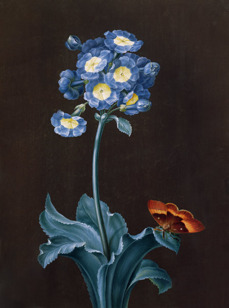 Primula Auricula with Moth von Margaretha Barbara Dietzsch