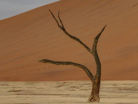 Deadvlei, Sossusvlei, Namibia