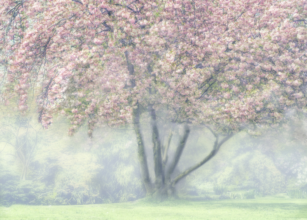 Foggy Cherry Blossom von Marianne Wogeck