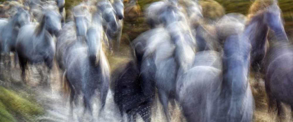 Camargue von marie-anne stas