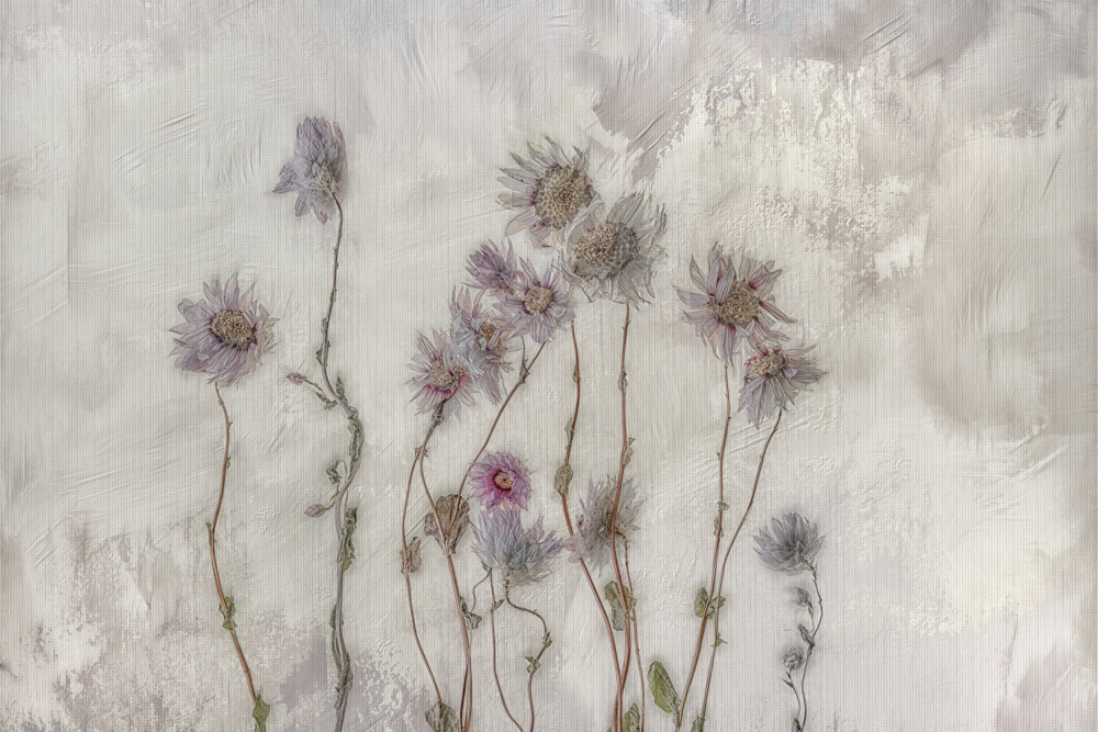 Dried flowers von marie-anne stas