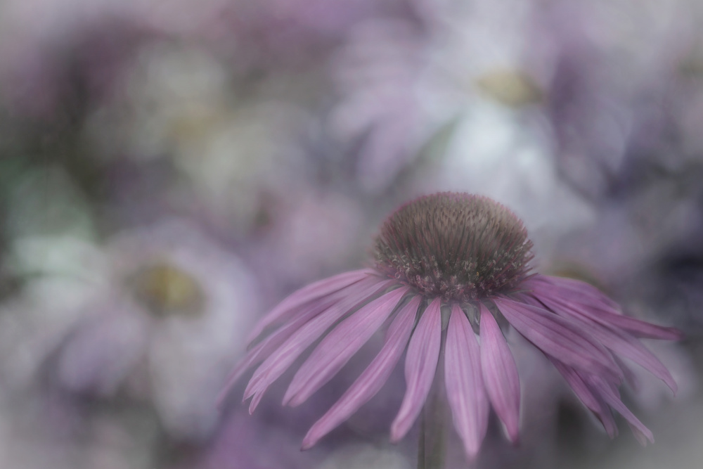 Purple Cone von marie-anne stas