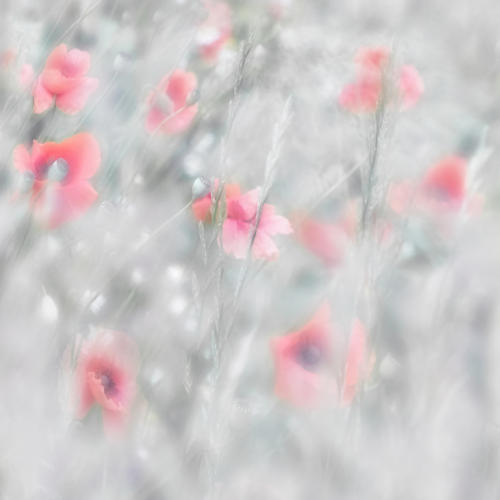 Poppies von marie-anne stas