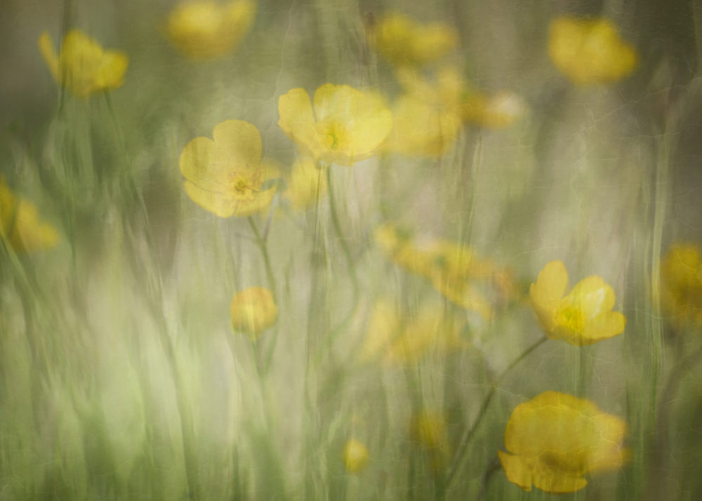 Rhapsody in Yellow von marie-anne stas