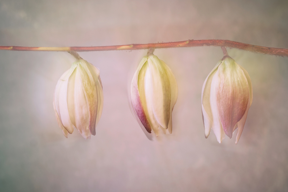 Yucca-flowers von marie-anne stas