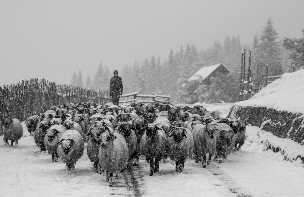 Bucovina von Marina Sveduneac