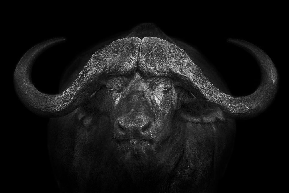 Big Horns von Mario Moreno