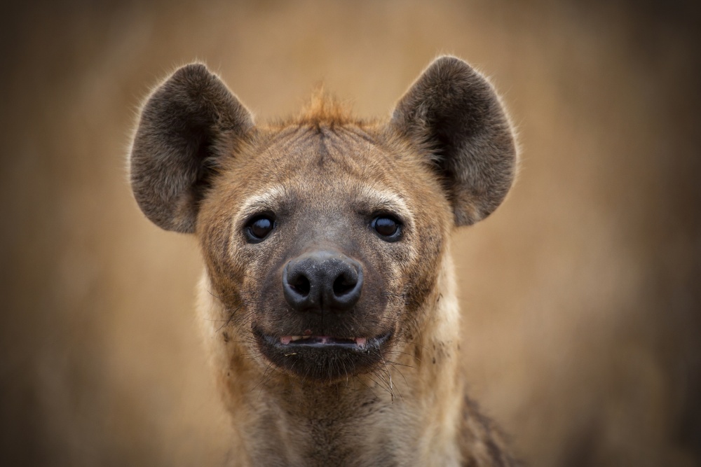 Eye Contact von Mario Moreno