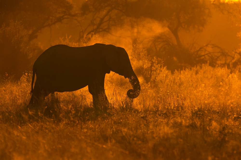 Golden Elephant in Savute von Mario Moreno