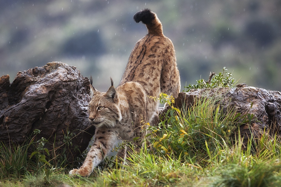 Lynx on The Move von Mario Moreno