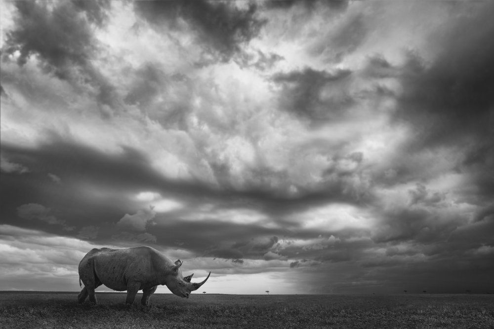 Rhino Land von Mario Moreno