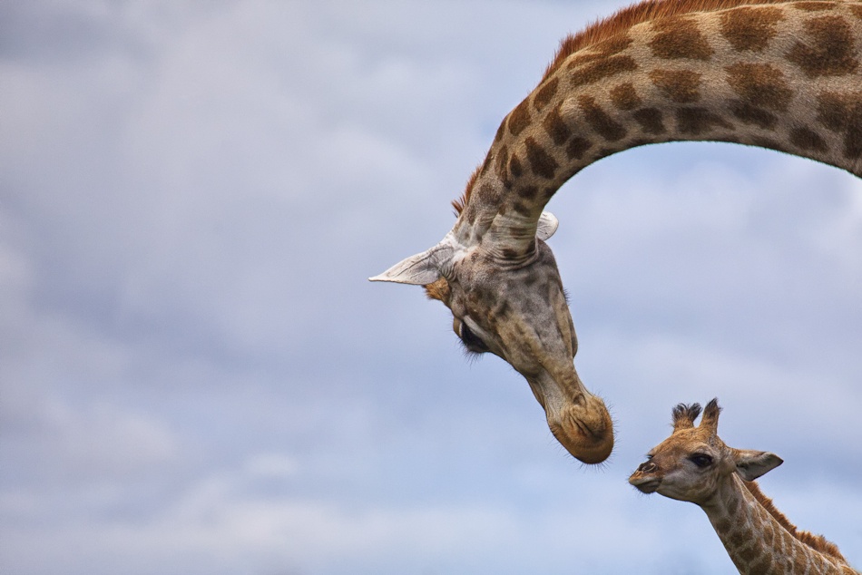 Tenderness von Mario Moreno