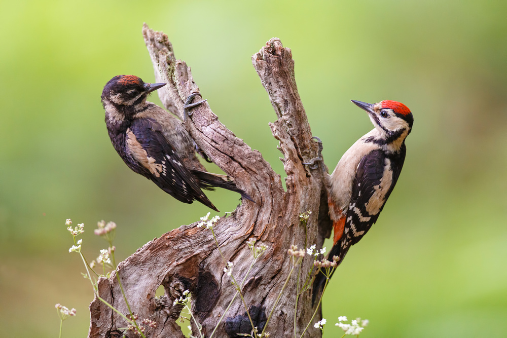 The meeting von Mario Suárez