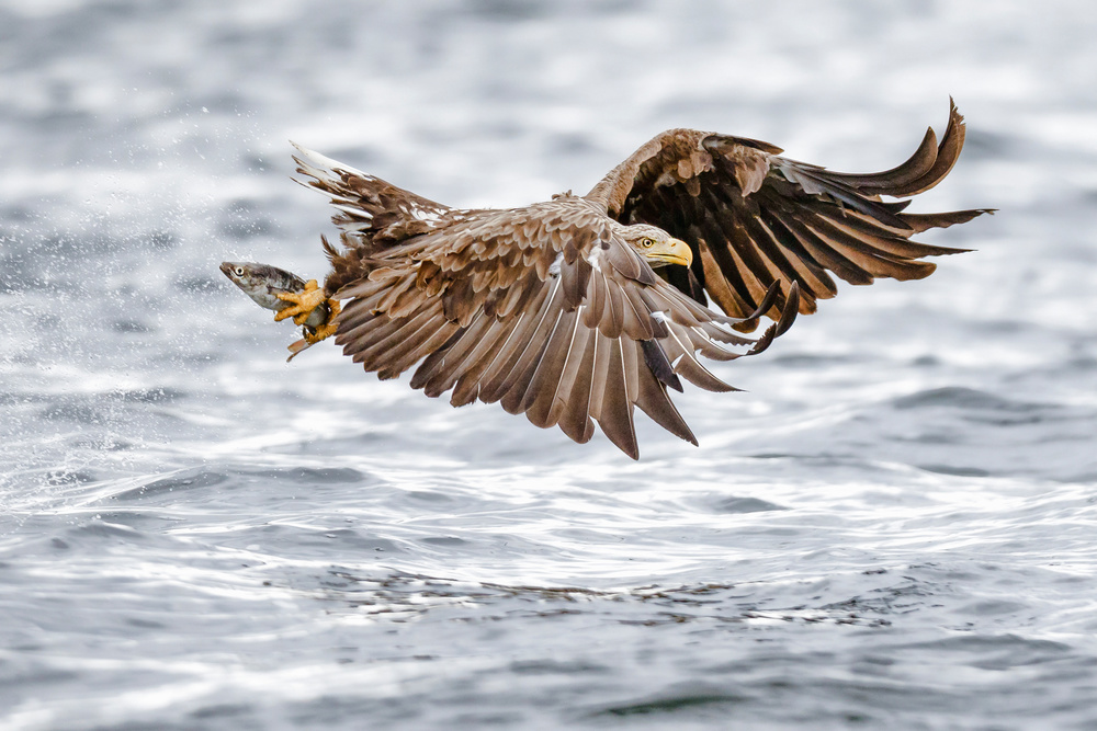 The sea eagle-Recolonisating Scotland von Mario Suárez