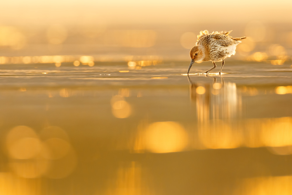 Dunlin Backlight von Mario Suárez