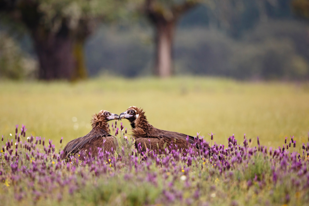 Spring kiss von Mario Suárez