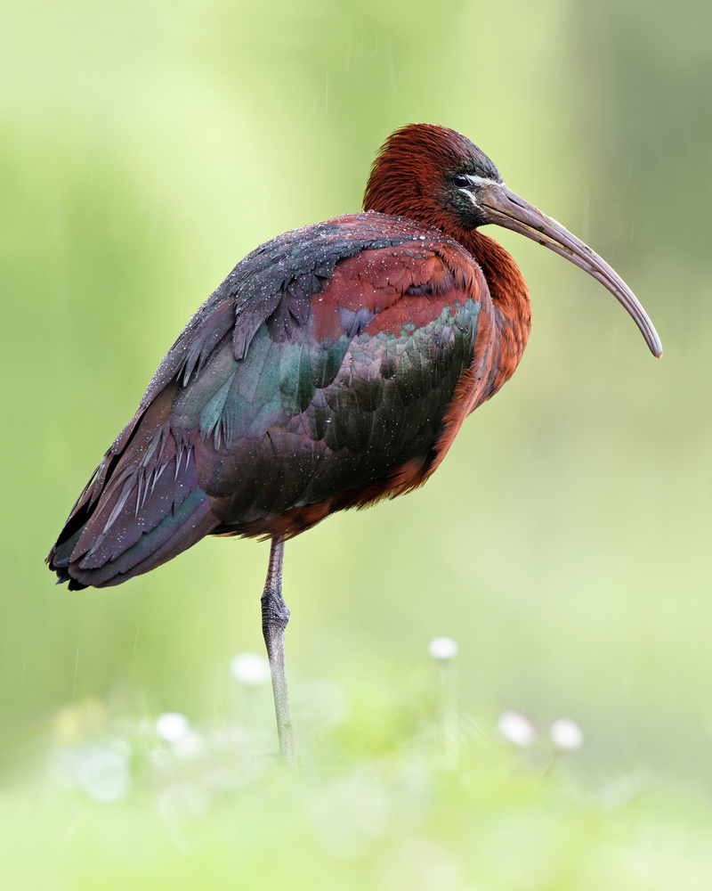 Glossy Ibis under the rain von Mario Suárez