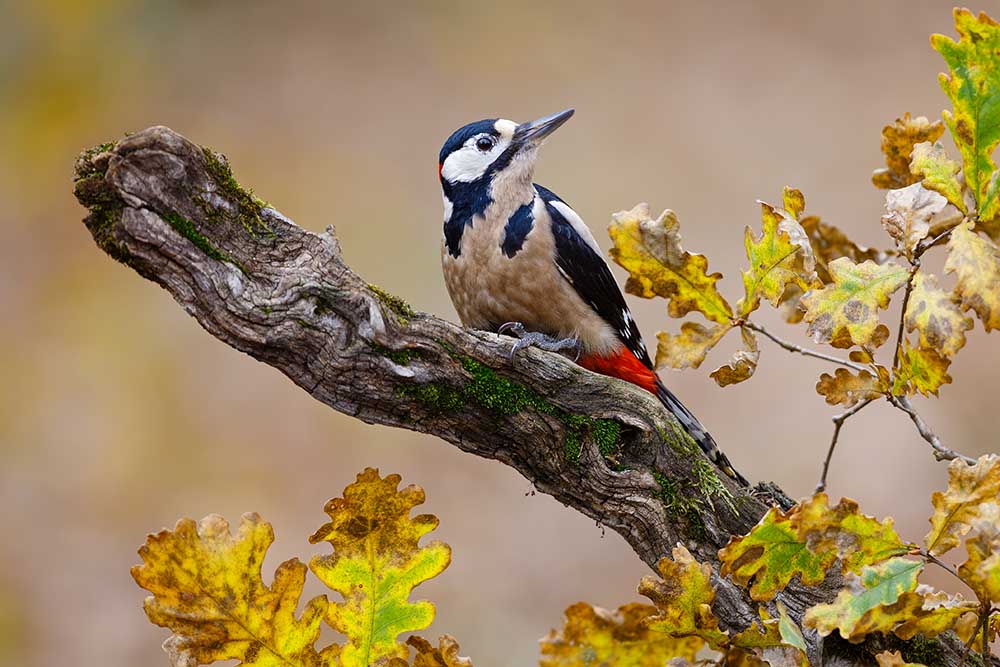 Herbstspecht von Mario Suárez