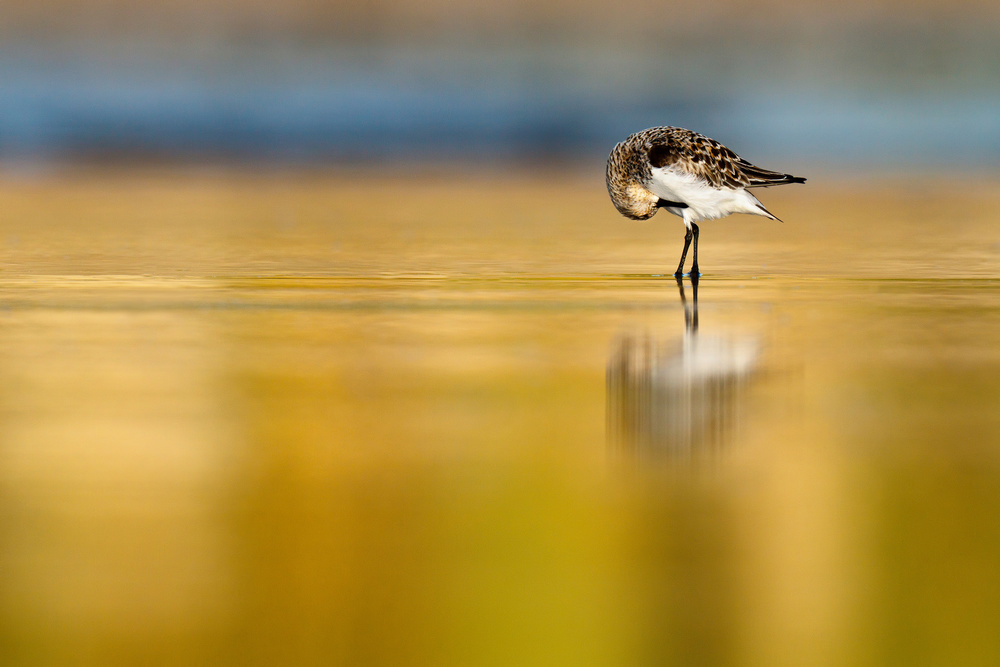 Sanderling tidiness von Mario Suárez