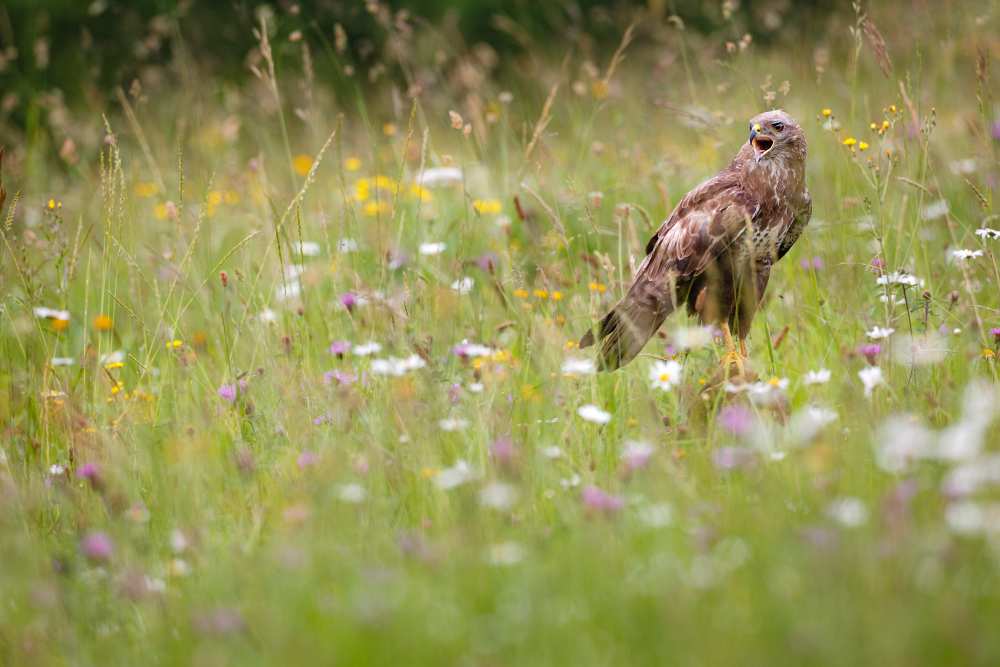 Spring buzzard von Mario Suárez