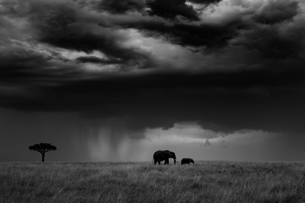 Thunderstorm on the Savannah von Mario Vigo