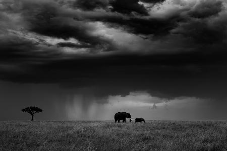 Thunderstorm on the Savannah