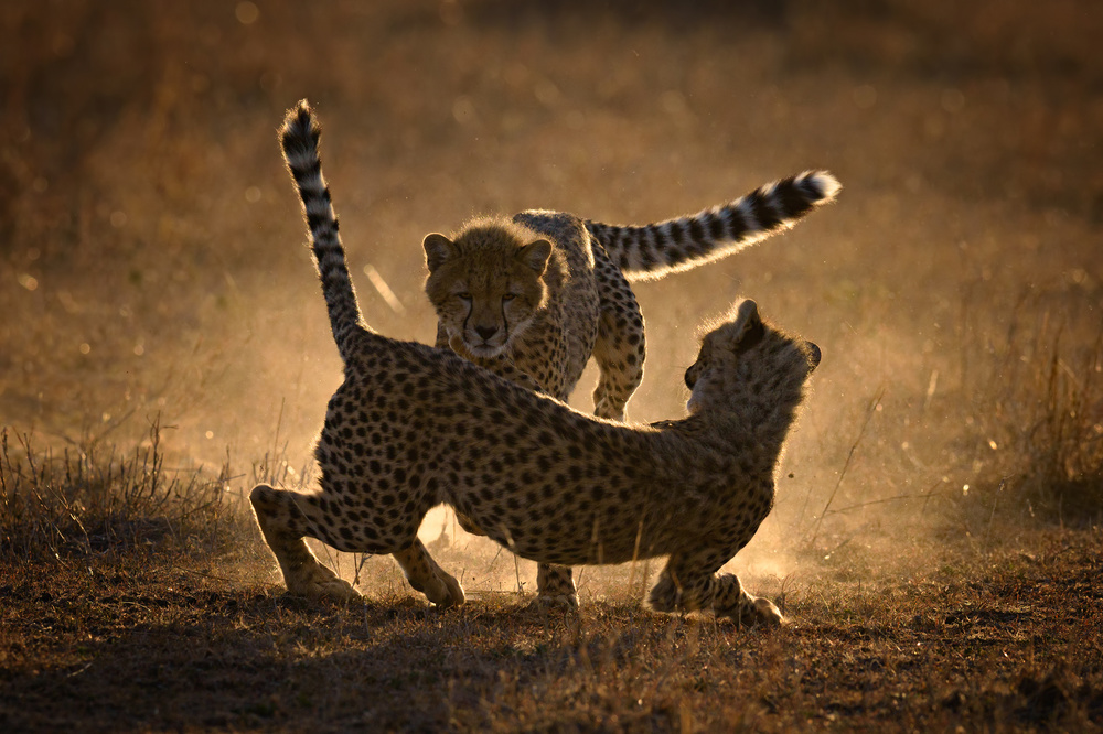 Fight in the dust von Mario Vigo