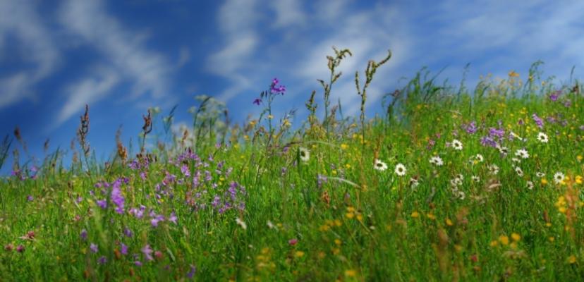 Sommerwiese von Mariola Bednar