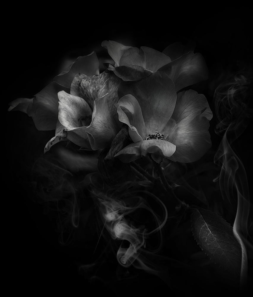 Rose Smoke von Marion Meadows