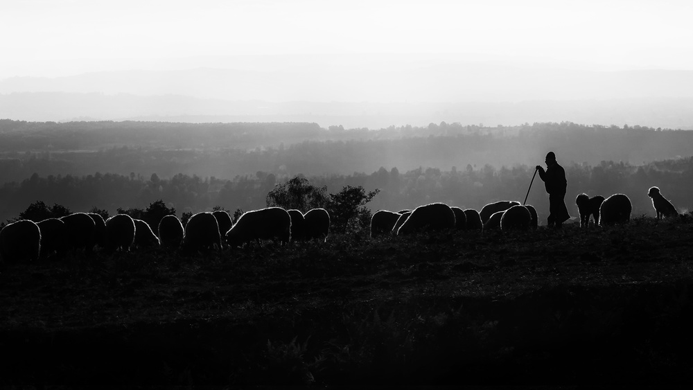 The shepherd von Marius Cinteza