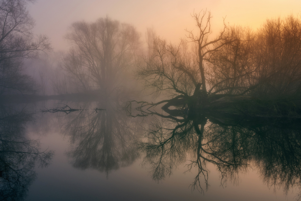 Misty backwaters von Mariusz Guc