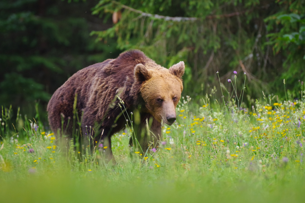 brown bear von marjan hren