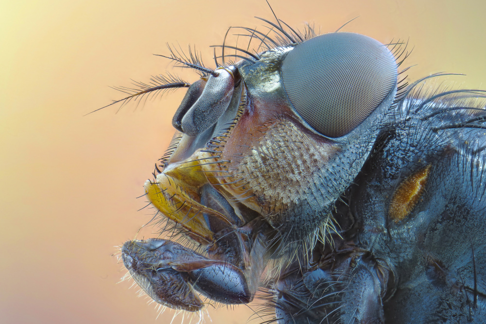 fly von marjan hren