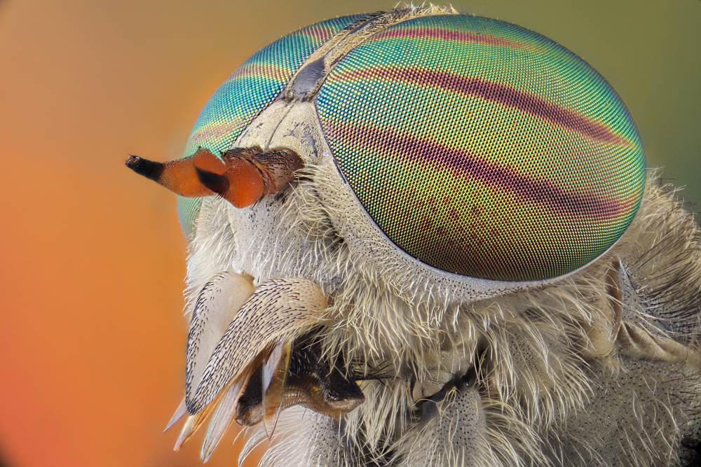 horse fly-tabanus tropicus von marjan hren