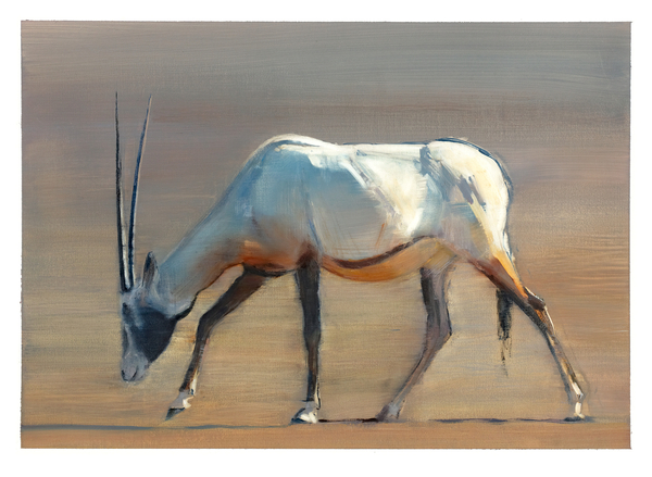 Arabian Oryx von Mark  Adlington