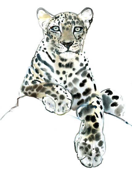 Direct (Arabian Leopard) von Mark  Adlington