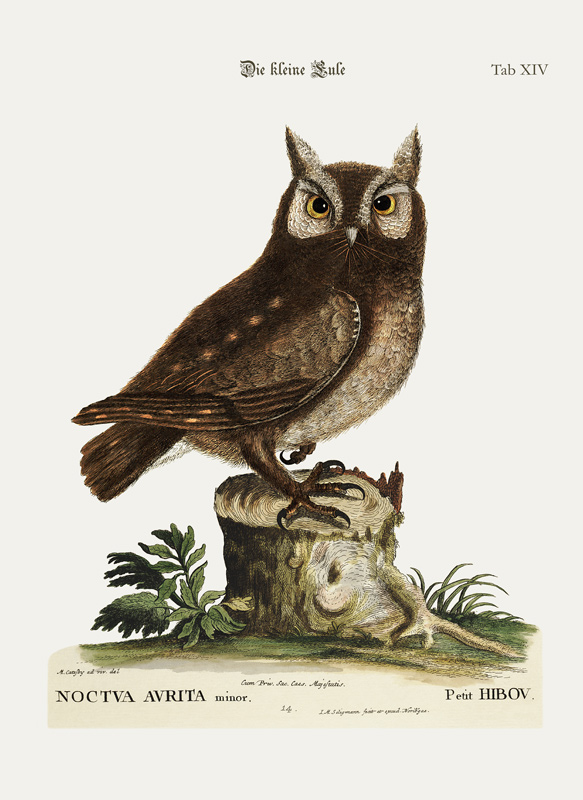 The little Owl von Mark Catesby