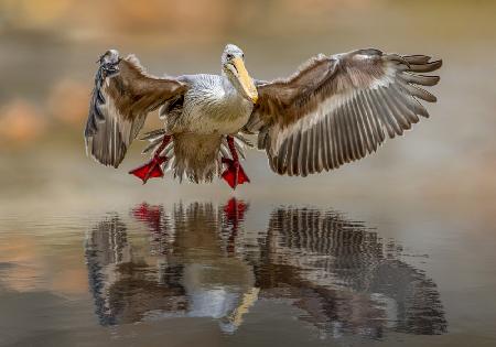 Touching the water