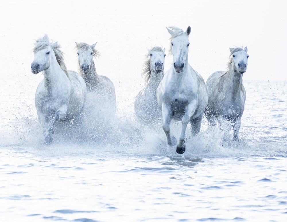 Horses on the Run von Marketa Zvelebil PhD LRPS CrGP.