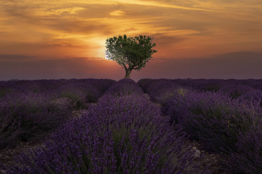 Sunrise in Valensole von Marketa Zvelebil PhD LRPS CrGP.