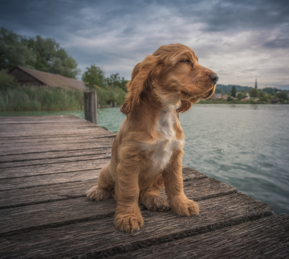 Nose in the wind von Marko Klavs