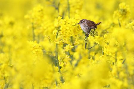 In the yellow sea