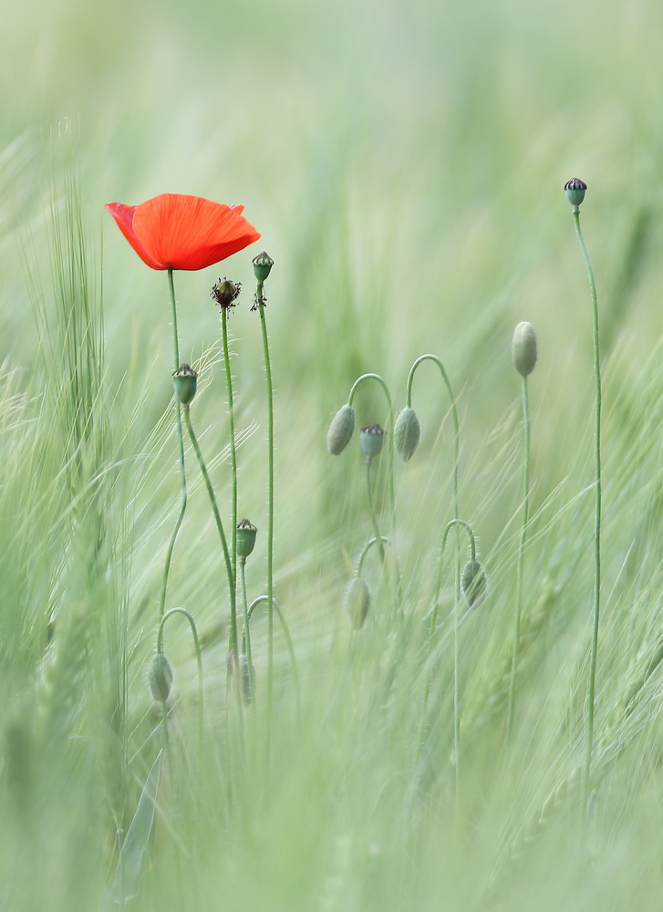 Mohn von Markus Hendel